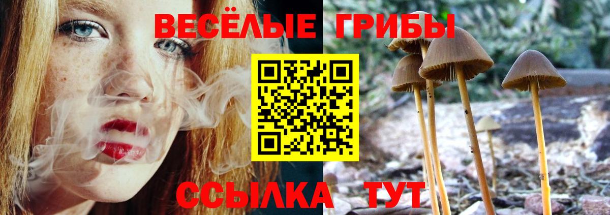 Псилоцибиновые грибы Psilocybine cubensis  Всеволожск  Псилоцибиновые грибы MAGIC MUSHROOMS 